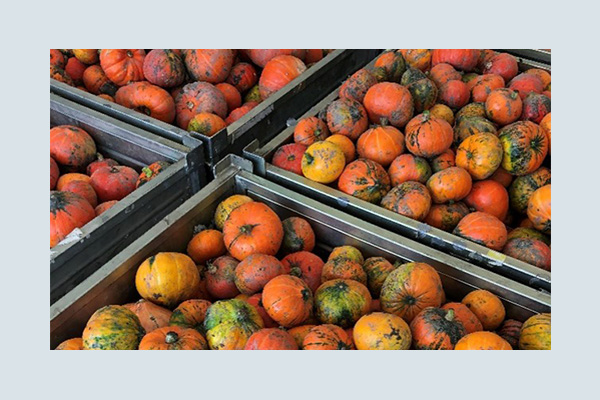 gleaning lebensmittelweitergabe 600x400